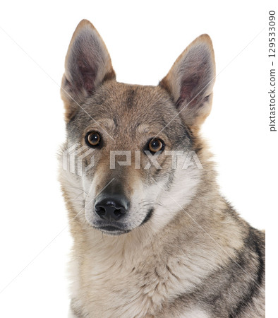 czechoslovakian wolf dog czechoslovakian wolf dog 129533090