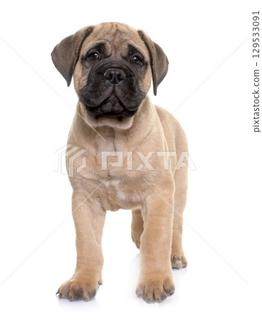 puppy bull mastiff puppy bull mastiff 129533091