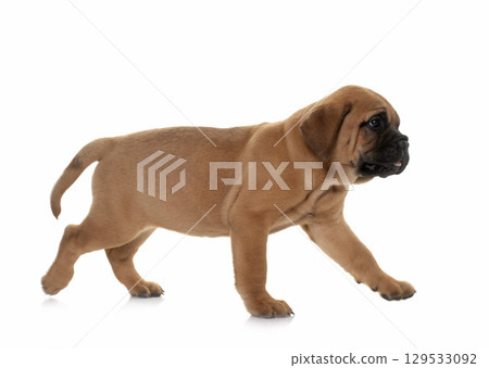 puppy bull mastiff puppy bull mastiff 129533092