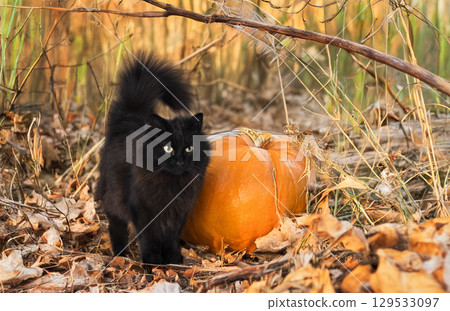 crossbred of maine coon 129533097