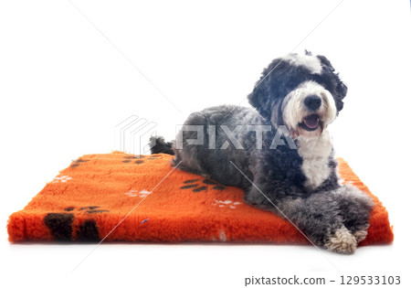 Barbado da Terceira Barbado da Terceira 129533103