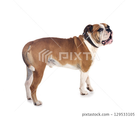 continental bulldog in studio 129533105