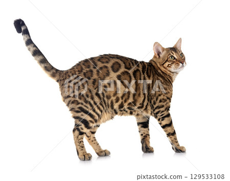 bengal cat in studio 129533108