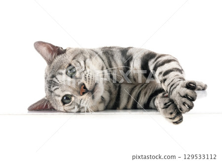 bengal cat in studio 129533112