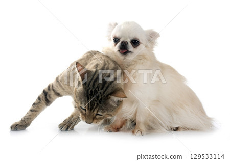 bengal cat and chihuahua in studio 129533114