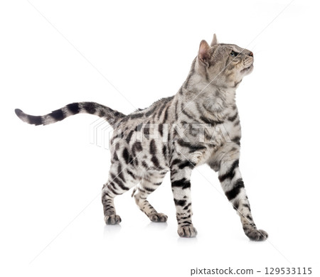 bengal cat in studio 129533115