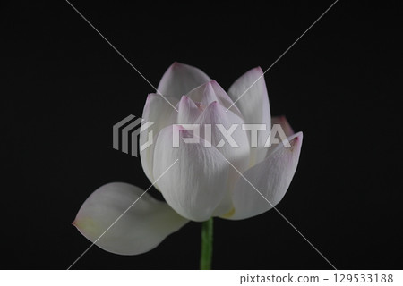 Cut bowl lotus flowers (night) 20250802 129533188