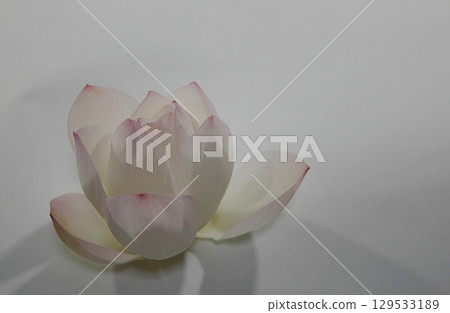 Cut lotus flowers in a bowl (night) 20250803 129533189