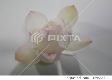 Cut lotus flowers in a bowl (night) 20250804 Cut lotus flowers in a bowl (night) 20250804 129533190