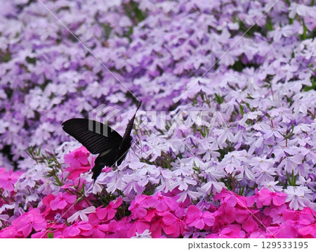 Moss Phlox and the Courtship of a Chinese Swallowtail 129533195