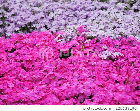 Moss Phlox and the Courtship of a Chinese Swallowtail Moss Phlox and the Courtship of a Chinese Swallowtail 129533196