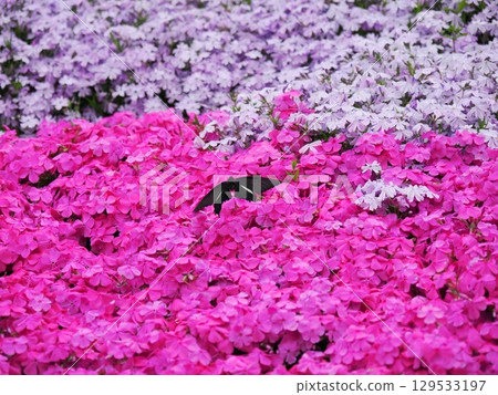 Moss Phlox and the Courtship of a Chinese Swallowtail Moss Phlox and the Courtship of a Chinese Swallowtail 129533197