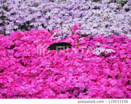 Moss Phlox and the Courtship of a Chinese Swallowtail 129533198