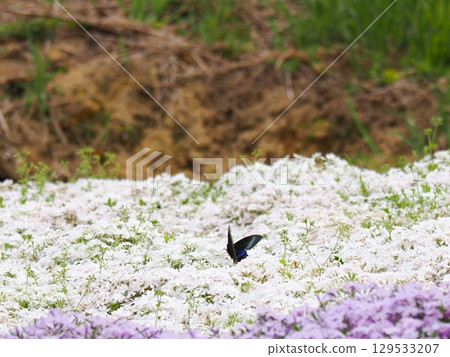 Moss Phlox and the Courtship of a Chinese Swallowtail Moss Phlox and the Courtship of a Chinese Swallowtail 129533207