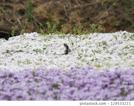Moss Phlox and the Courtship of a Chinese Swallowtail Moss Phlox and the Courtship of a Chinese Swallowtail 129533211