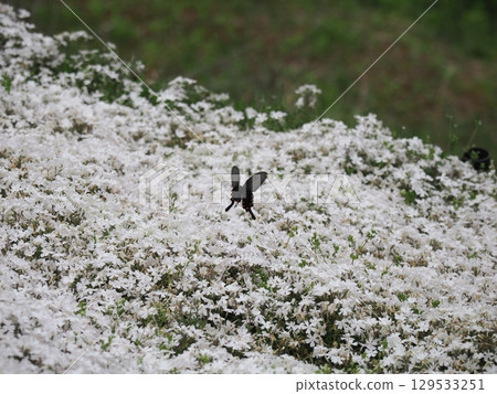 Moss Phlox and the Courtship of a Chinese Swallowtail 129533251