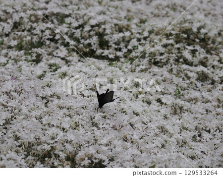 Moss Phlox and the Courtship of a Chinese Swallowtail 129533264