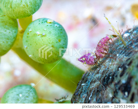 Sashimi shrimp 129533469