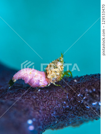 Sashimi shrimp 129533470
