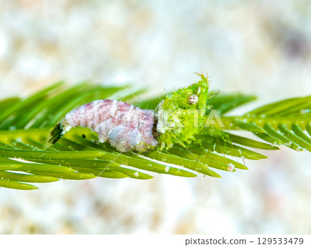 刺身蝦 刺身蝦 129533479