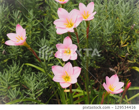 Tamasudare flowers in front of lavender (20250813143508) 129534416