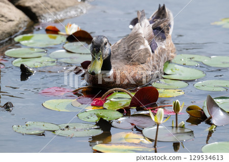 Ducks in the Water Lily Pond 129534613