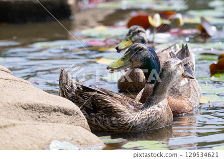 睡蓮池邊的三隻鴨子兄弟 睡蓮池邊的三隻鴨子兄弟 129534621