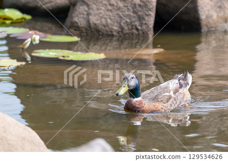 A duck swimming quietly A duck swimming quietly 129534626