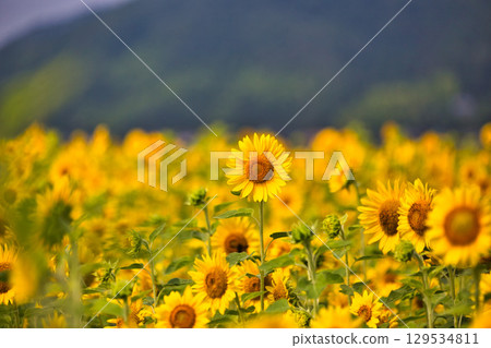 Towards the Sun Towards the Sun 129534811