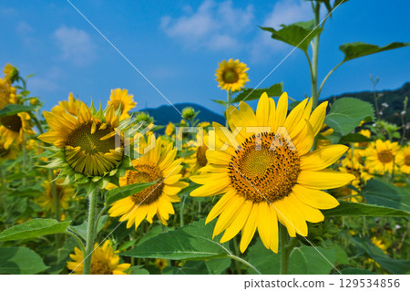 Towards the Sun 129534856