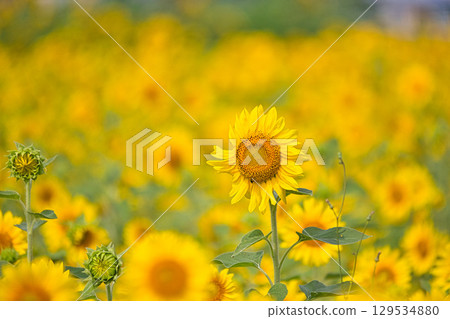 向著太陽 129534880