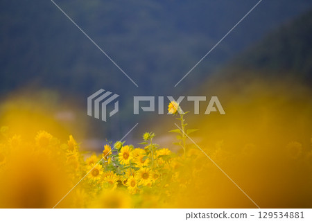 向著太陽 129534881