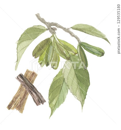Watercolor painting of Eucommia ulmoides leaves and bark 129535180