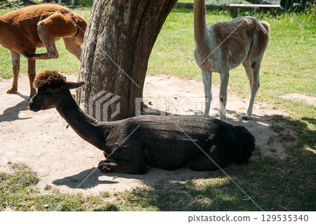 Freshly shorn alpacas resting and standing in the shade of a tree on a grassy farm. Ethical farming, sustainable wool, cruelty-free fiber, slow fashion economy 129535340