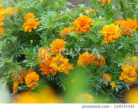 萬壽菊 萬壽菊 129535342