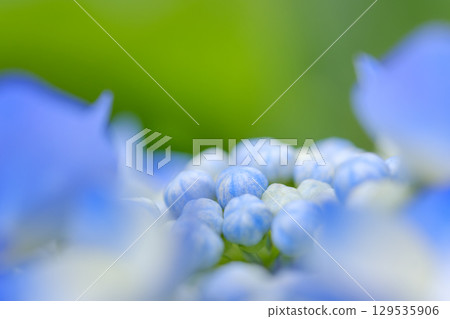 Image of hydrangea blooming in the rainy season 129535906