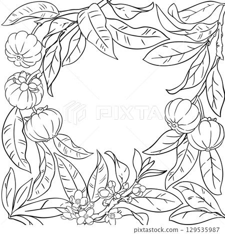Garcinia Branch with Fruits Outline Frame. 129535987