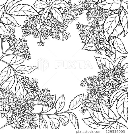 Elderflowers Branch with Flowers Outline Frame. Elderflowers Branch with Flowers Outline Frame. 129536003