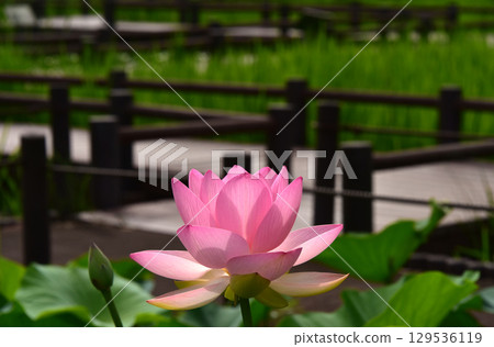 光與影營造出的荷花之美 129536119