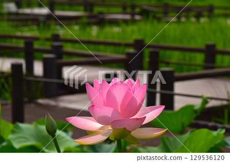 光與影營造出的荷花之美 129536120