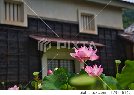 風景與蓮花 風景與蓮花 129536142