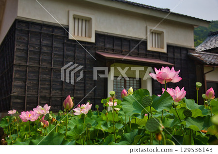 Landscape with lotus flowers 129536143