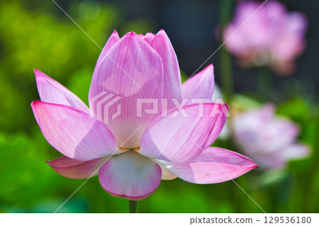 風景與蓮花 129536180