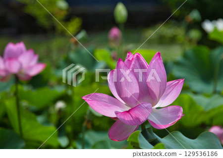 Landscape with lotus flowers Landscape with lotus flowers 129536186