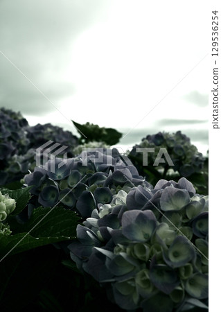 繡球花 129536254