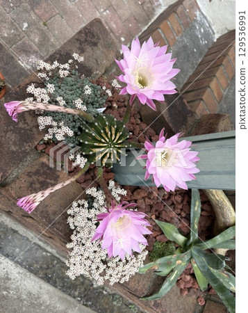 Blooming cactus flowers Blooming cactus flowers 129536991