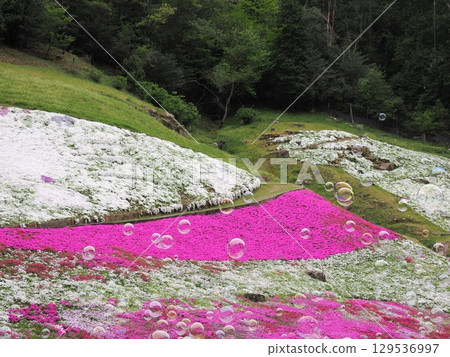 Moss phlox and soap bubbles 129536997