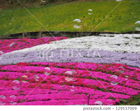 苔蘚福祿考和肥皂泡 129537009