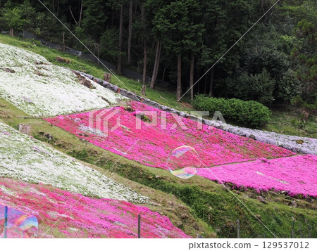 苔蘚福祿考和肥皂泡 苔蘚福祿考和肥皂泡 129537012