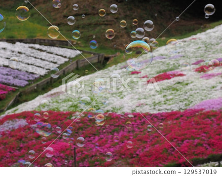 Moss phlox and soap bubbles 129537019